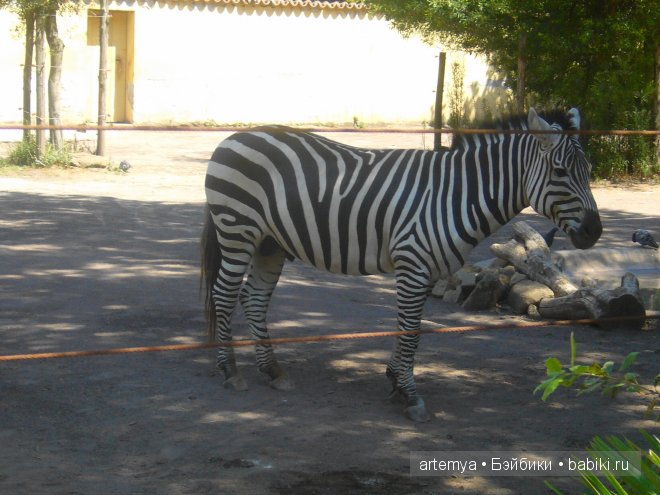 Все дороги ведут в Рим... Часть 4, заключительная. Зоопарк
