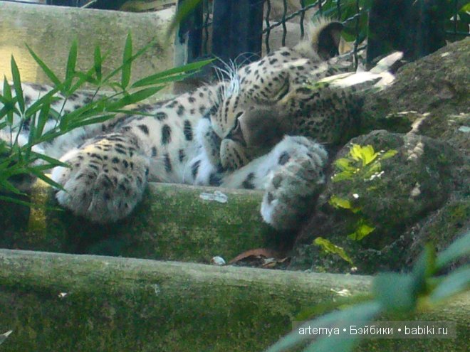 Все дороги ведут в Рим... Часть 4, заключительная. Зоопарк