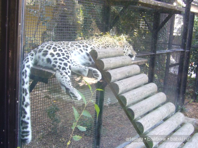 Все дороги ведут в Рим... Часть 4, заключительная. Зоопарк