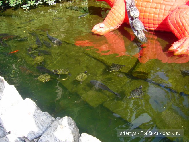 Все дороги ведут в Рим... Часть 4, заключительная. Зоопарк (фото 8)