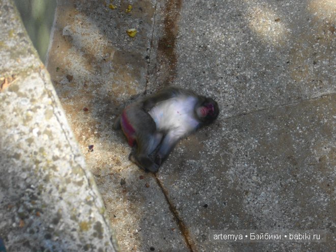 Все дороги ведут в Рим... Часть 4, заключительная. Зоопарк