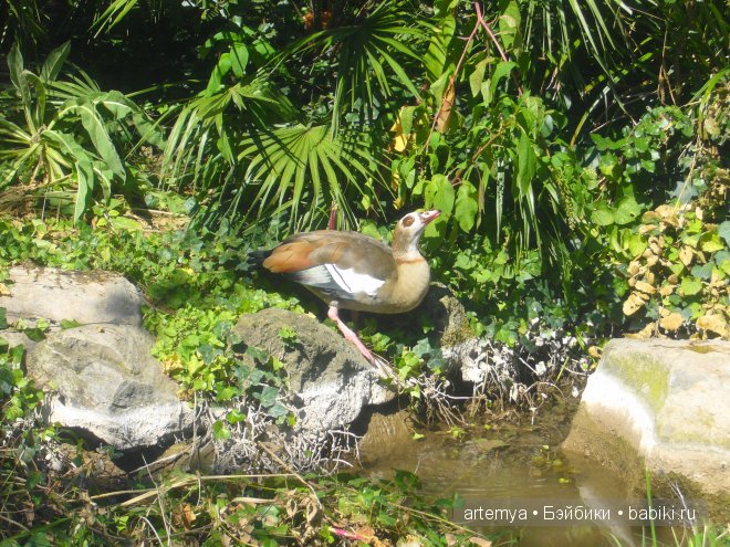 Все дороги ведут в Рим... Часть 4, заключительная. Зоопарк