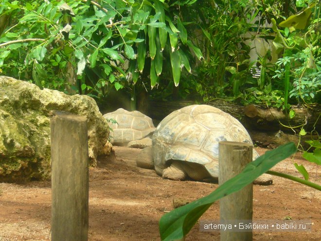 Все дороги ведут в Рим... Часть 4, заключительная. Зоопарк