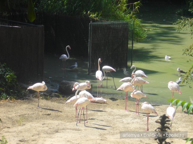 Все дороги ведут в Рим... Часть 4, заключительная. Зоопарк