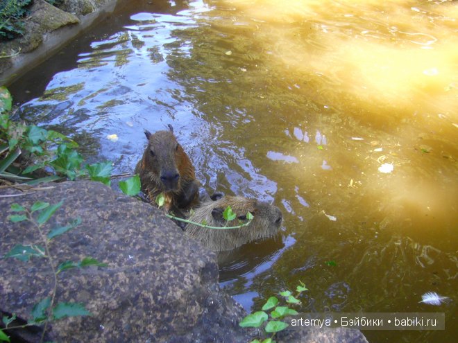 Все дороги ведут в Рим... Часть 4, заключительная. Зоопарк