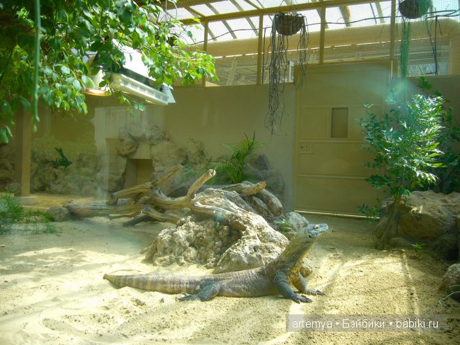 Все дороги ведут в Рим... Часть 4, заключительная. Зоопарк