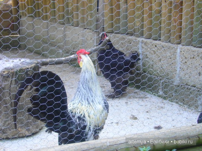 Все дороги ведут в Рим... Часть 4, заключительная. Зоопарк