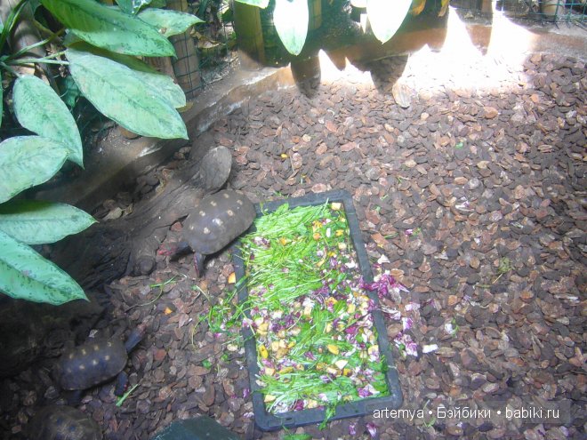 Все дороги ведут в Рим... Часть 4, заключительная. Зоопарк