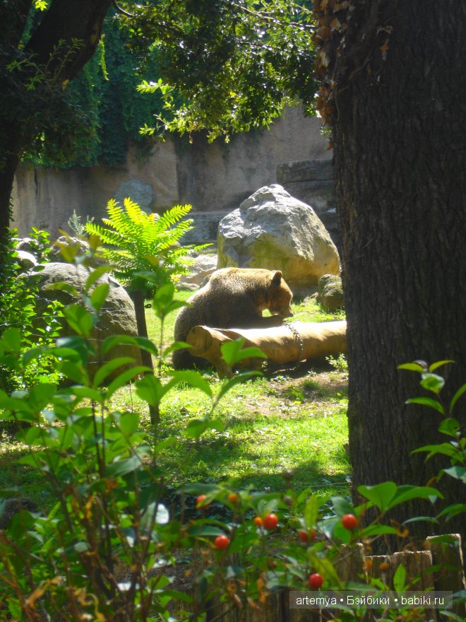 Все дороги ведут в Рим... Часть 4, заключительная. Зоопарк