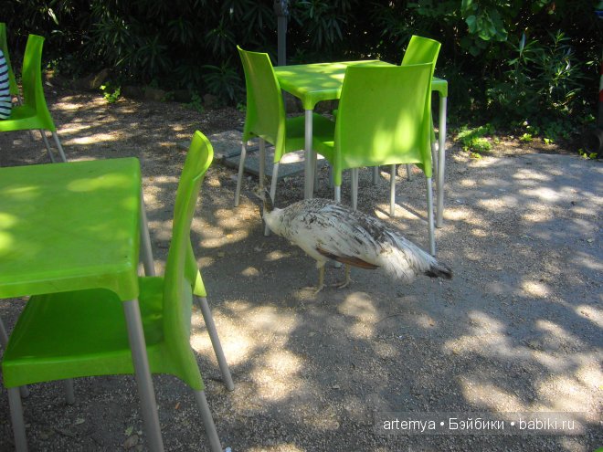 Все дороги ведут в Рим... Часть 4, заключительная. Зоопарк