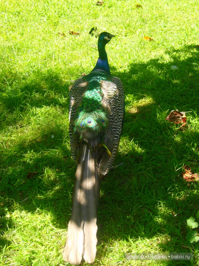 Все дороги ведут в Рим... Часть 4, заключительная. Зоопарк