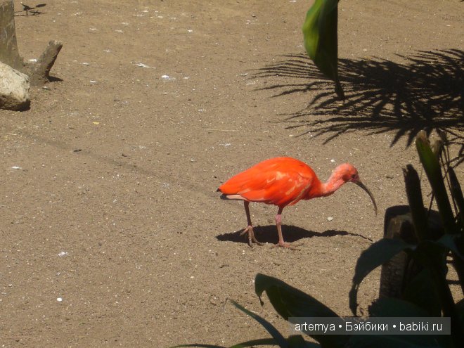 Все дороги ведут в Рим... Часть 4, заключительная. Зоопарк