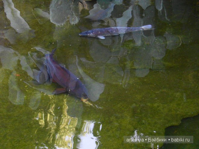 Все дороги ведут в Рим... Часть 4, заключительная. Зоопарк (фото 5)