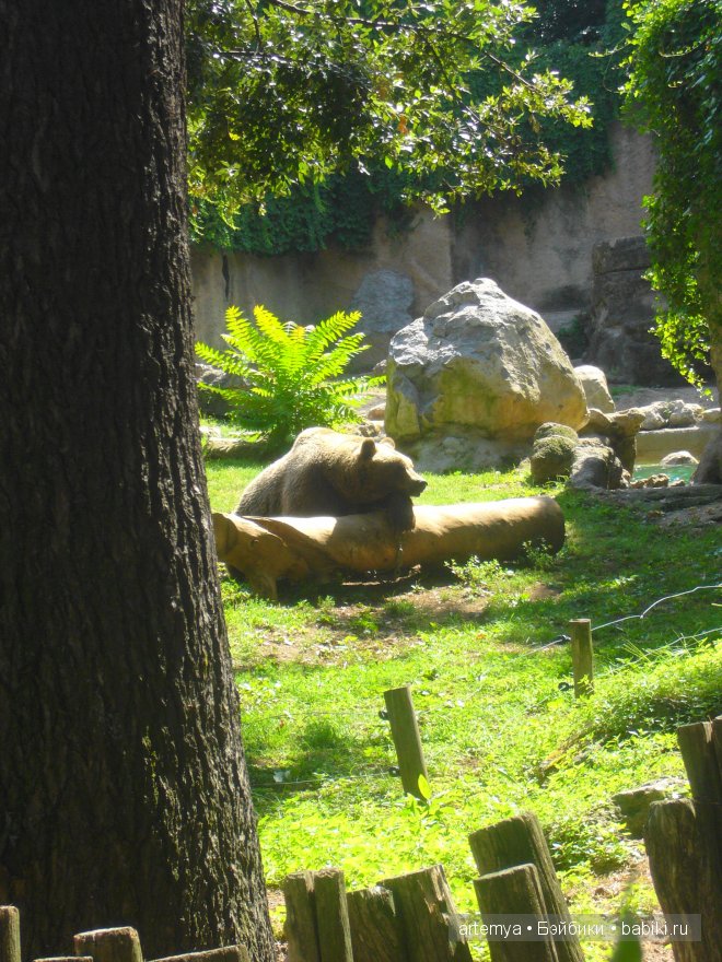 Все дороги ведут в Рим... Часть 4, заключительная. Зоопарк