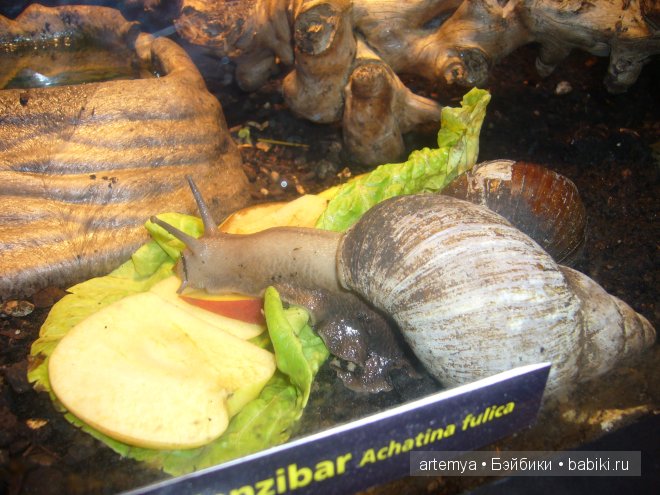 Все дороги ведут в Рим... Часть 4, заключительная. Зоопарк