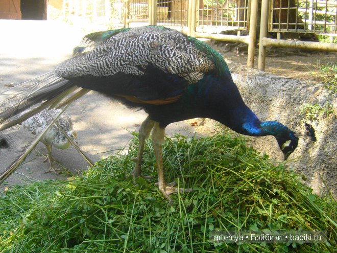 Все дороги ведут в Рим... Часть 4, заключительная. Зоопарк