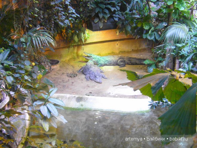 Все дороги ведут в Рим... Часть 4, заключительная. Зоопарк