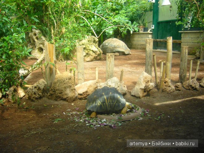 Все дороги ведут в Рим... Часть 4, заключительная. Зоопарк