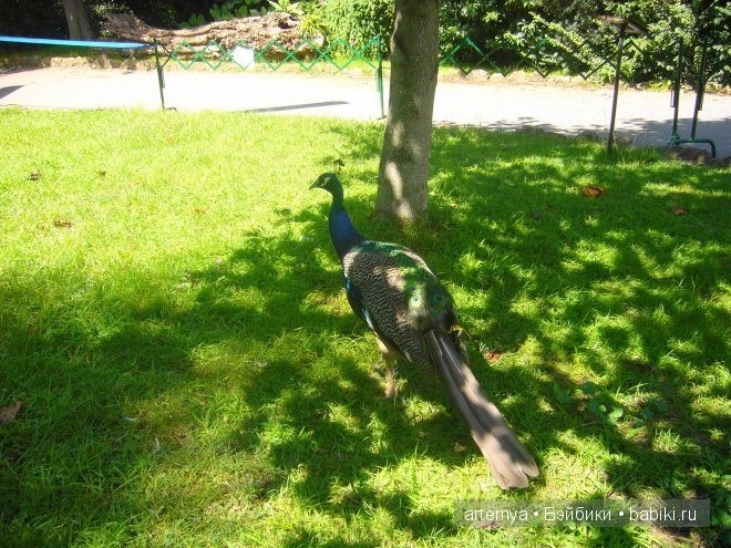 Все дороги ведут в Рим... Часть 4, заключительная. Зоопарк