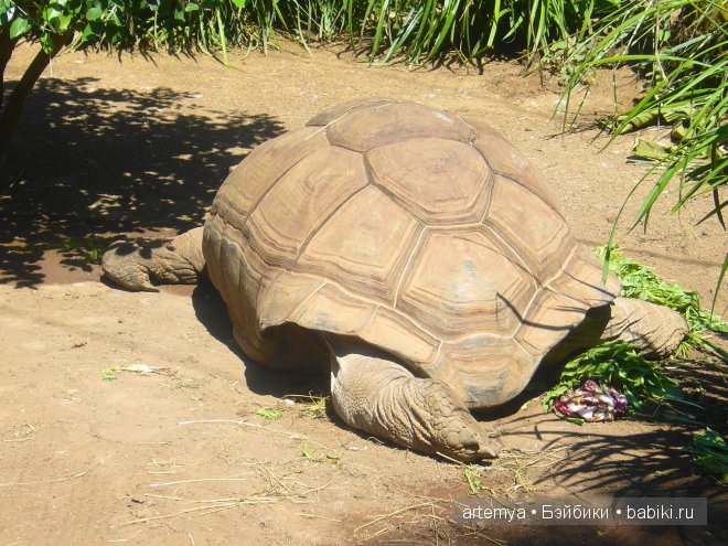 Все дороги ведут в Рим... Часть 4, заключительная. Зоопарк