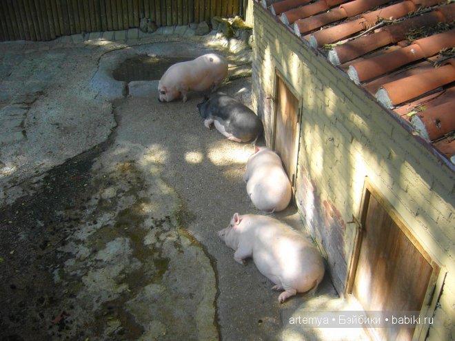 Все дороги ведут в Рим... Часть 4, заключительная. Зоопарк