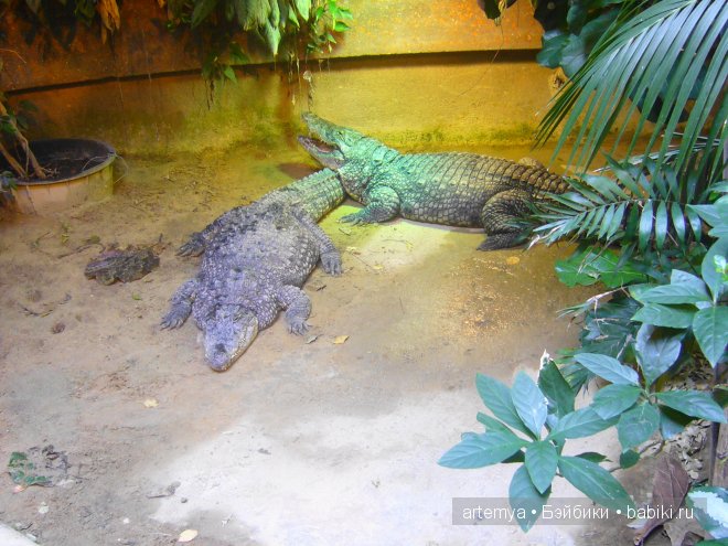 Все дороги ведут в Рим... Часть 4, заключительная. Зоопарк