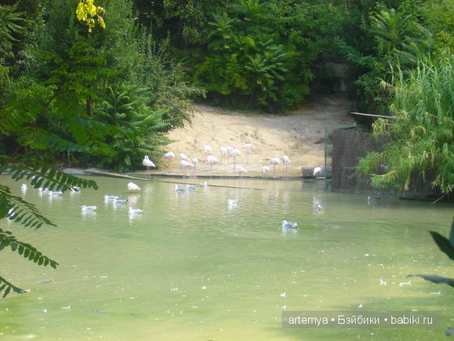 Все дороги ведут в Рим... Часть 4, заключительная. Зоопарк