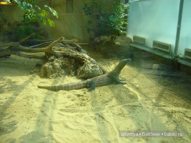 Все дороги ведут в Рим... Часть 4, заключительная. Зоопарк