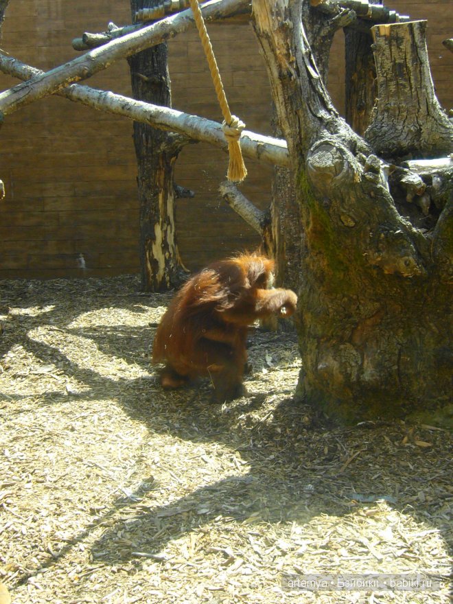 Все дороги ведут в Рим... Часть 4, заключительная. Зоопарк