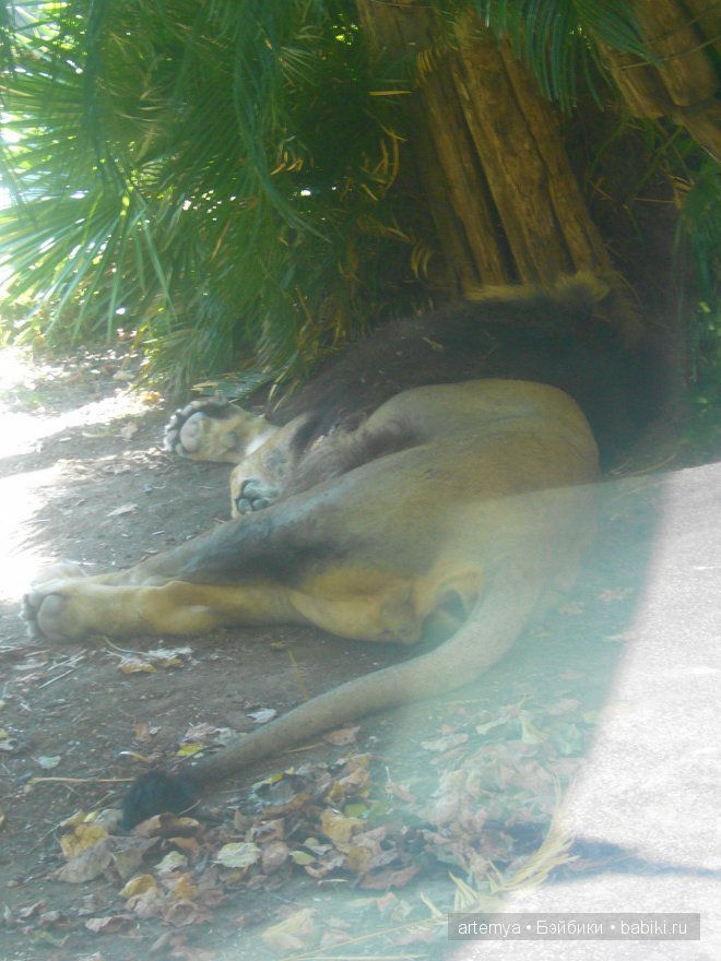 Все дороги ведут в Рим... Часть 4, заключительная. Зоопарк