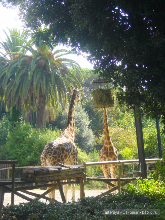 Все дороги ведут в Рим... Часть 4, заключительная. Зоопарк (фото 9)