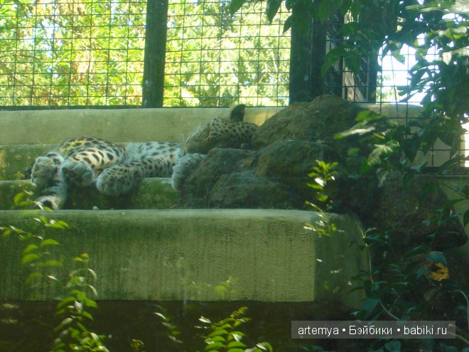 Все дороги ведут в Рим... Часть 4, заключительная. Зоопарк
