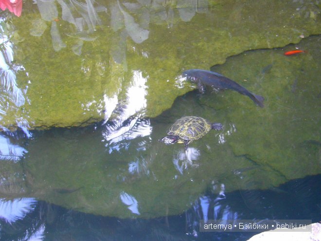 Все дороги ведут в Рим... Часть 4, заключительная. Зоопарк (фото 4)