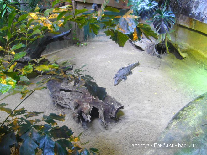 Все дороги ведут в Рим... Часть 4, заключительная. Зоопарк