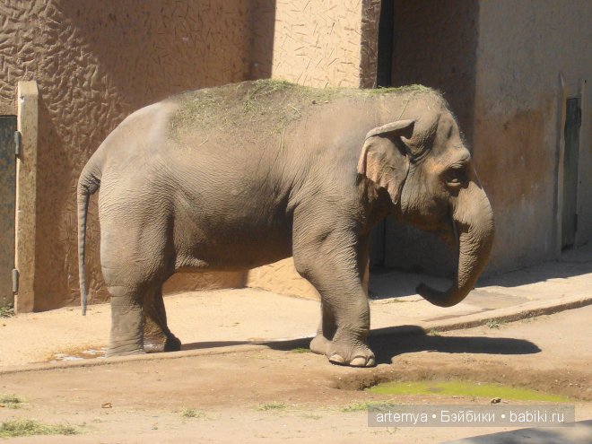 Все дороги ведут в Рим... Часть 4, заключительная. Зоопарк