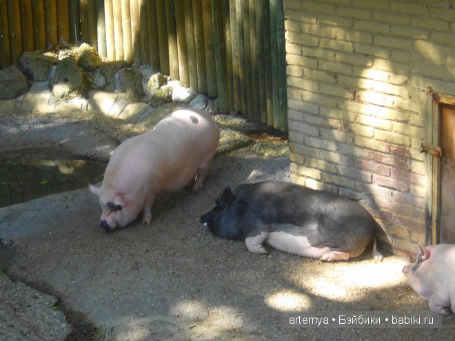 Все дороги ведут в Рим... Часть 4, заключительная. Зоопарк