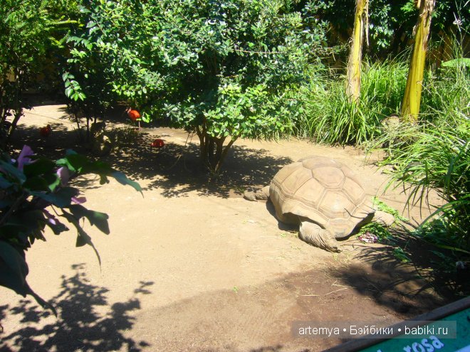 Все дороги ведут в Рим... Часть 4, заключительная. Зоопарк