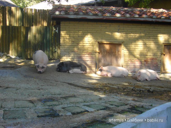 Все дороги ведут в Рим... Часть 4, заключительная. Зоопарк