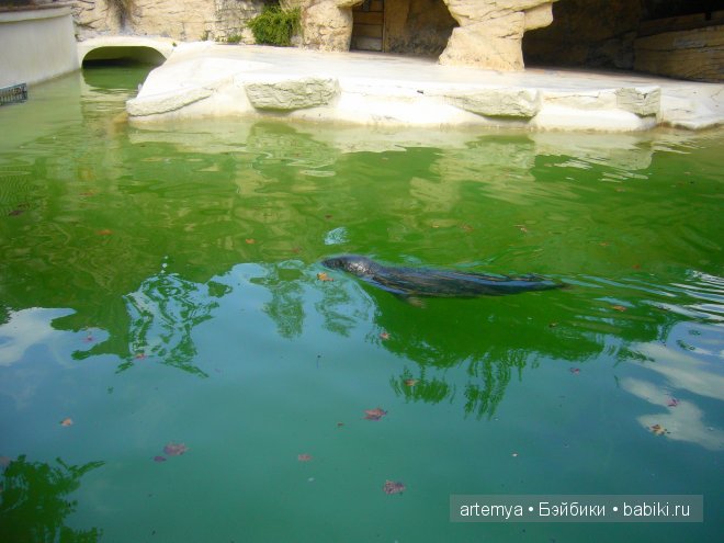 Все дороги ведут в Рим... Часть 4, заключительная. Зоопарк