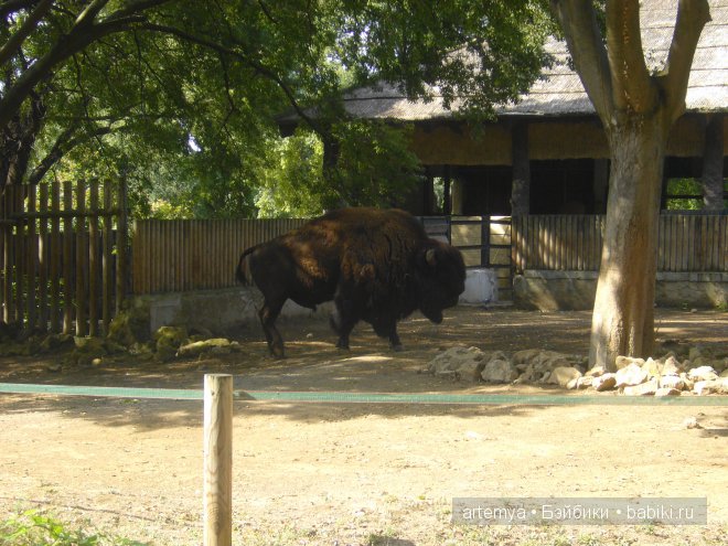 Все дороги ведут в Рим... Часть 4, заключительная. Зоопарк (фото 2)