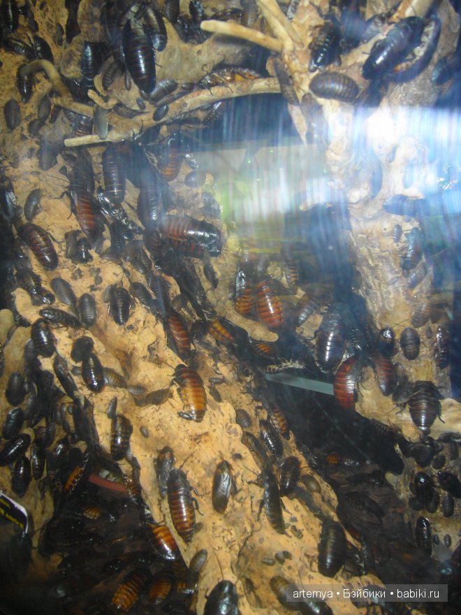 Все дороги ведут в Рим... Часть 4, заключительная. Зоопарк