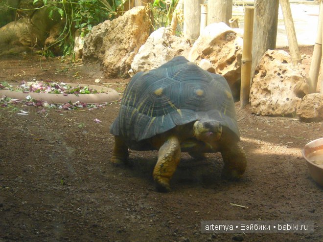 Все дороги ведут в Рим... Часть 4, заключительная. Зоопарк