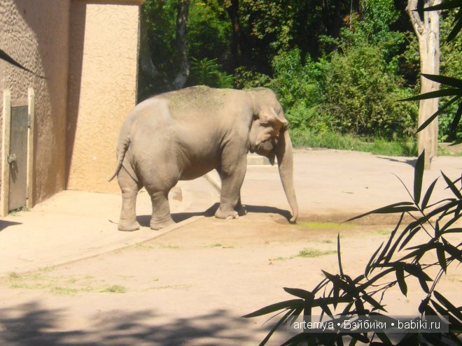 Все дороги ведут в Рим... Часть 4, заключительная. Зоопарк