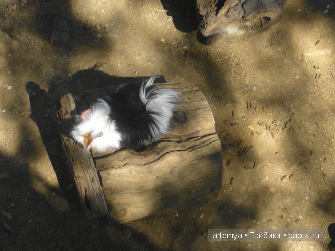 Все дороги ведут в Рим... Часть 4, заключительная. Зоопарк