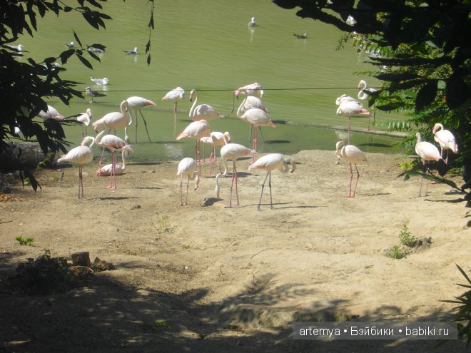 Все дороги ведут в Рим... Часть 4, заключительная. Зоопарк