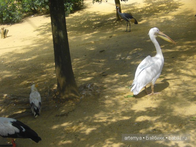 Все дороги ведут в Рим... Часть 4, заключительная. Зоопарк