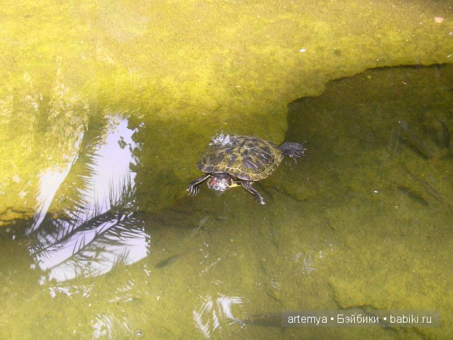 Все дороги ведут в Рим... Часть 4, заключительная. Зоопарк (фото 6)
