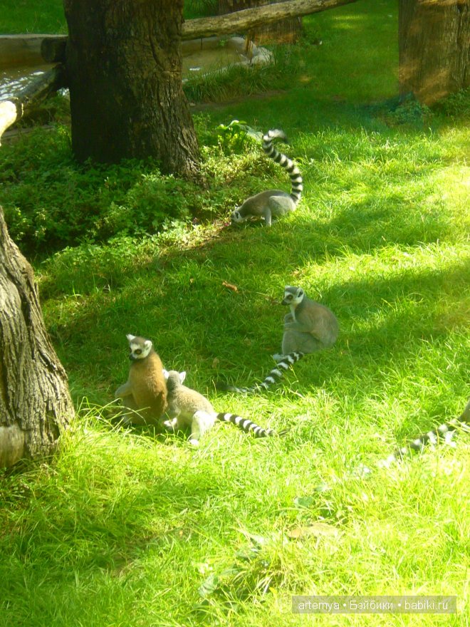 Все дороги ведут в Рим... Часть 4, заключительная. Зоопарк