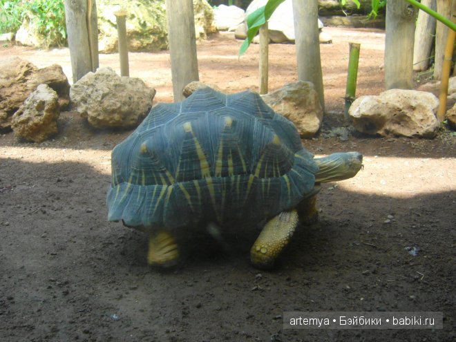 Все дороги ведут в Рим... Часть 4, заключительная. Зоопарк