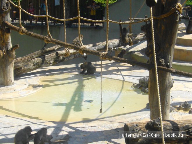 Все дороги ведут в Рим... Часть 4, заключительная. Зоопарк